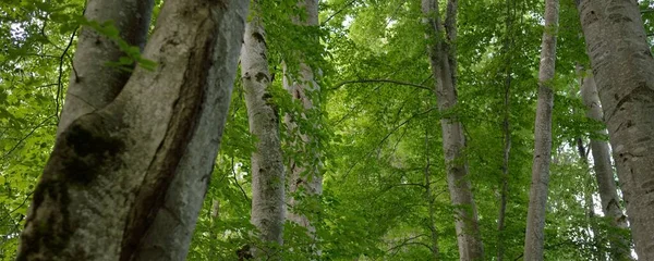 Potenti Faggi Decidui Tronchi Albero Foglie Verdi Piante Foresta Oscura — Foto Stock