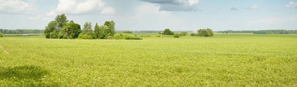 Зеленые Холмы Вспаханного Сельскохозяйственного Поля Леса Идиллическая Летняя Сельская Сцена — стоковое фото