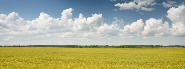 Αγροτικό Τοπίο Ανθισμένο Κίτρινο Χωράφι Ελαιοκράμβης Μια Ηλιόλουστη Ηλιόλουστη Μέρα — Φωτογραφία Αρχείου