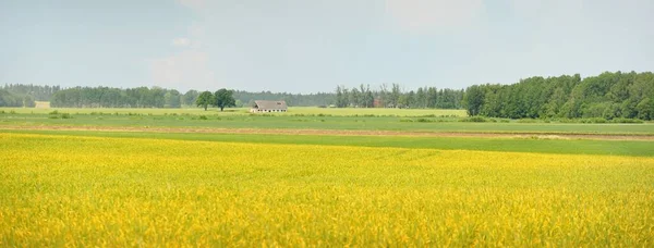 Paisagem Rural Campo Colza Amarelo Florescente Dia Verão Claro Ensolarado — Fotografia de Stock