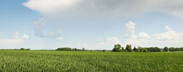 Зеленые Холмы Вспаханного Сельскохозяйственного Поля Леса Идиллическая Летняя Сельская Сцена — стоковое фото