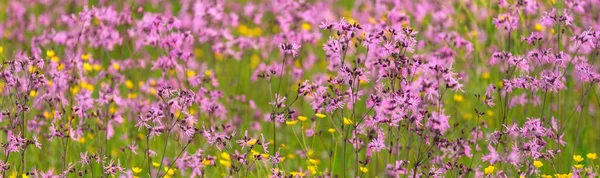 Ανθισμένα Ροζ Λουλούδια Silene Flos Cuculi Ragged Robin Ένα Πράσινο — Φωτογραφία Αρχείου