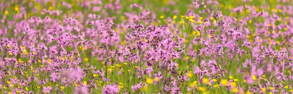 绿色农田上盛开的粉红花朵 如银花 胡瓜花或麻雀花 自然花纹 装饰植物 蜂蜜生产主题 — 图库照片