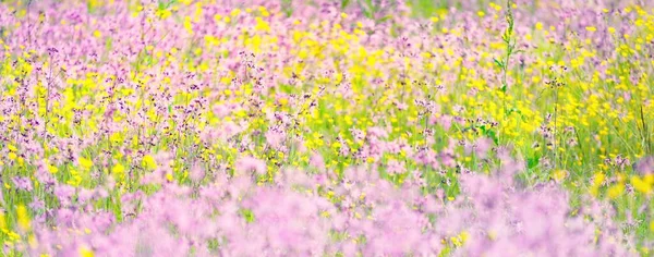 绿色农田上盛开的粉红花朵 如银花 胡瓜花或麻雀花 自然花纹 装饰植物 蜂蜜生产主题 — 图库照片