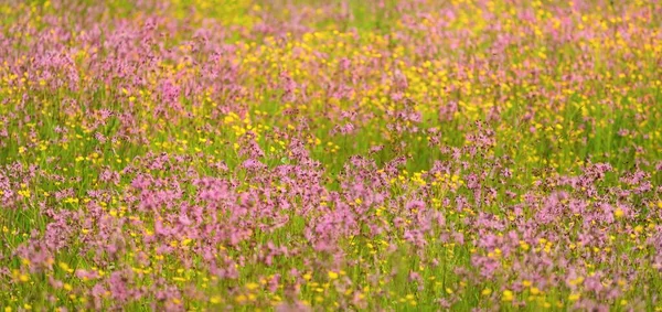 Цветущие Розовые Цветы Silene Flos Cuculi Рваные Малиновки Зеленом Сельскохозяйственном — стоковое фото