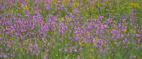 Yeşil bir tarla üzerinde çiçek açan pembe çiçekler (Silene flos-cuculi veya rag-robin). Doğal çiçek deseni, doku. Dekoratif bitkiler, kır çiçekleri, bahçıvanlık, çiftlik, bal üretim temaları