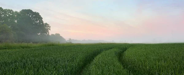 Panoramatický Výhled Zelené Orané Zemědělské Pole Stopy Traktoru Východ Slunce — Stock fotografie