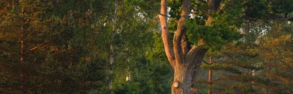 Крупный План Могучего Лиственного Дуба Зеленом Лесу Общественный Парк Атмосферный — стоковое фото