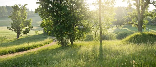 Conduire Une Voiture Travers Les Champs Verdoyants Forêt Lever Soleil — Photo