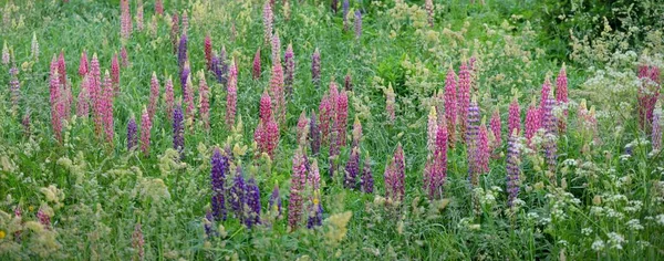 파랗고 분홍색이며 푸르스름 장미꽃 Lupinus 가까이 녹색의 들판에 파노라마 식물학 — 스톡 사진