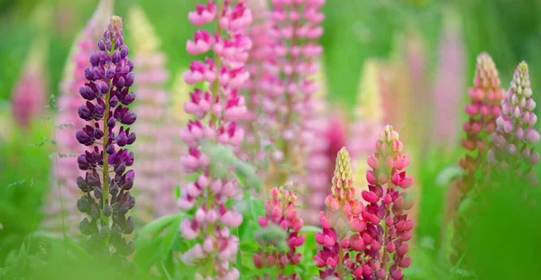 Blühende Blaue Rosa Lila Lupinenblüten Lupinus Aus Nächster Nähe Grünes — Stockfoto