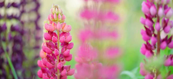 Kvetoucí Modré Růžové Fialové Lupinové Květy Lupinus Zblízka Zelené Letní — Stock fotografie