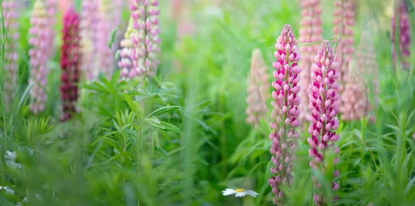 盛开的蓝色 紫色的丁香花 Lupinus 绿色的夏季田野 全景景观 植物学 民间医药 有机肥 天然花卉背景 — 图库照片