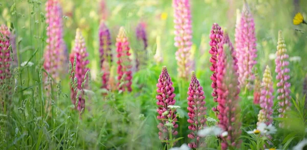 Blühende Blaue Rosa Lila Lupinenblüten Lupinus Aus Nächster Nähe Grünes — Stockfoto