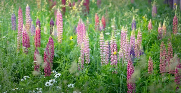 Flor Azul Rosa Roxo Flores Tremoço Lupinus Close Verde Campo — Fotografia de Stock