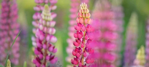 Flor Azul Rosa Roxo Flores Tremoço Lupinus Close Verde Campo — Fotografia de Stock