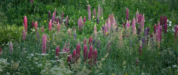Çiçek açan mavi, pembe, mor lupin çiçekleri (Lupinus) yakın plan, yeşil yaz tarlası. Panoramik manzara. Doğa, bitkiler, botanik, bahçecilik, halk tıbbı, organik gübre. Doğal çiçek arkaplanı