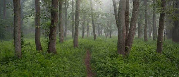 Parcours Travers Majestueuse Forêt Verte Été Brouillard Douce Lumière Soleil — Photo