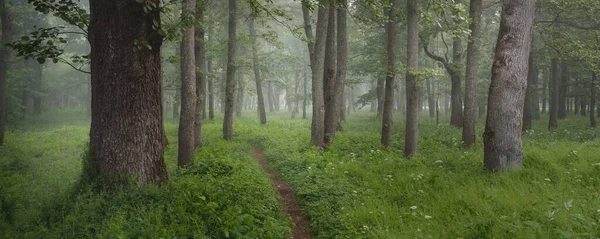 穿过雄伟的绿色夏季森林的小径 柔和的阳光 雄伟的树木 绿叶和植物 大气梦幻般的风景纯自然 生态旅游 徒步旅行 北方步行 — 图库照片
