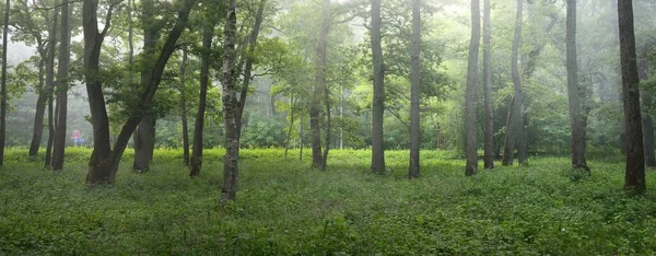 Μαγευτικό Καλοκαιρινό Δάσος Ομίχλη Απαλό Φως Δυνατά Δέντρα Πράσινα Φύλλα — Φωτογραφία Αρχείου