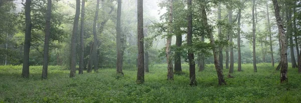 Majestueuse Forêt Été Brouillard Douce Lumière Soleil Arbres Puissants Feuilles — Photo