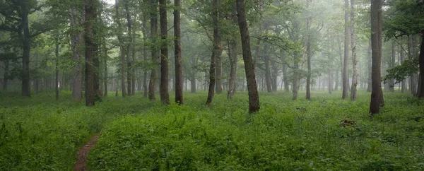 Величний Літній Ліс Туман Яке Сонячне Світло Сильні Дерева Зелене — стокове фото