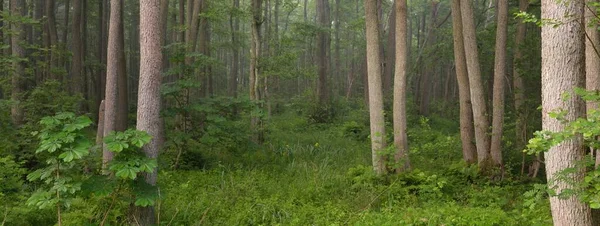 Μαγευτικό Καλοκαιρινό Δάσος Ομίχλη Απαλό Φως Δυνατά Δέντρα Πράσινα Φύλλα — Φωτογραφία Αρχείου