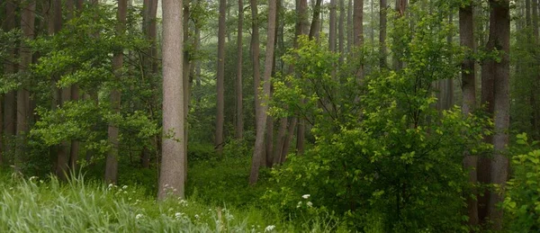 Majestosa Floresta Verão Névoa Luz Solar Suave Árvores Fortes Folhas — Fotografia de Stock