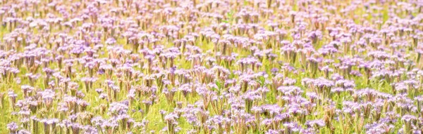 Blühendes Land Feld Von Rosa Und Lila Wildblumen Phacelia Natürlicher — Stockfoto