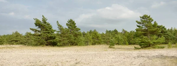 Baltic Sea Shore Rain Sand Dunes Dune Grass Lonely Trees — Stock Photo, Image