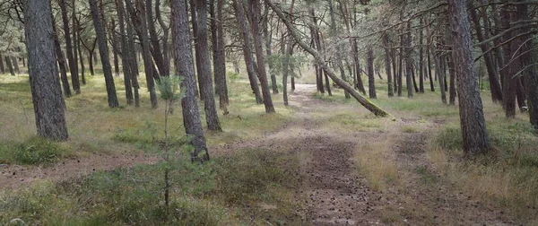 Cesta Přes Majestátní Věčně Zelený Les Mocné Stromy Mech Lišejník — Stock fotografie