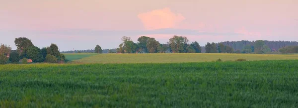 Panoramatický Výhled Zelené Orané Zemědělské Pole Při Západu Slunce Idylická — Stock fotografie