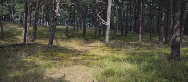 Sentiero Attraverso Maestosa Foresta Sempreverde Alberi Potenti Muschio Licheni Piante — Foto Stock