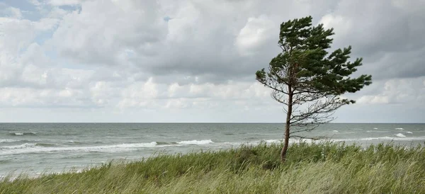 Yağmurdan sonra Baltık kıyıları. Kum tepeleri, kum tepeleri, yalnız ağaçlar. Dramatik günbatımı gökyüzü, parlayan fırtına bulutları, rüzgar. Resimli panoramik manzara. Doğa, çevre, değişken hava, kasırga