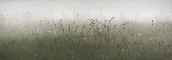 日没の濃い白い霧の中で3つの森林芝生 フィールド ハーブ 野の花 絵のような景色 牧歌的な田園風景 純粋な自然環境生態学 — ストック写真