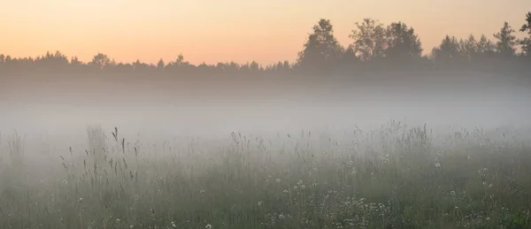 Zelené Pole Lesní Louka Trávník Mlze Při Východu Slunce Měkké — Stock fotografie