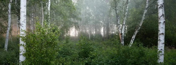 日出时雾中的桦树林 田园诗般的夏季乡村风景 环境保护 生态旅游 野火的颜色 柔和的阳光金色的时刻全景视图 — 图库照片