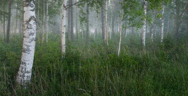 Bosque Abedul Una Niebla Amanecer Escena Rural Idílica Verano Naturaleza — Foto de Stock
