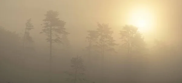 Majestic Evergreen Pine Forest Green Meadow Fog Sunrise Soft Golden — Stock Photo, Image