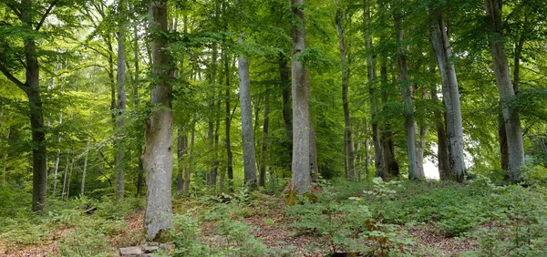 Potenti Faggi Decidui Tronchi Albero Foglie Verdi Piante Foresta Oscura — Foto Stock