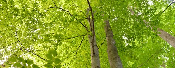 Mäktiga Lövträd Trädstammar Gröna Blad Växter Mörk Skog Pittoresk Panoramautsikt — Stockfoto