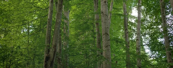 Могучие Лиственные Буковые Деревья Стволы Деревьев Зеленые Листья Растения Темный — стоковое фото