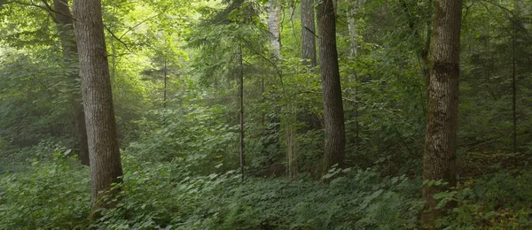 Potężne Buki Liściaste Pnie Zielone Liście Rośliny Ciemny Las Malownicze — Zdjęcie stockowe