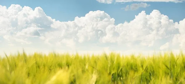 Goldener Acker Einem Klaren Tag Idyllische Ländliche Sommerlandschaft Dramatischer Himmel — Stockfoto