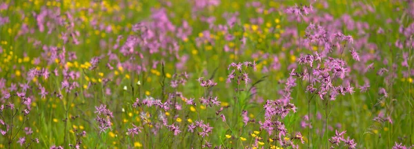 Kwitnące Różowe Kwiaty Silene Flos Cuculi Lub Ragged Robin Zielonym — Zdjęcie stockowe