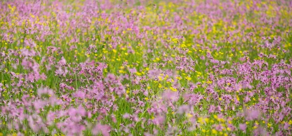 Ανθισμένα Ροζ Λουλούδια Silene Flos Cuculi Ragged Robin Ένα Πράσινο — Φωτογραφία Αρχείου