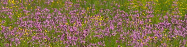 Fioritura Fiori Rosa Silene Flos Cuculi Straccio Pettirosso Campo Agricolo — Foto Stock