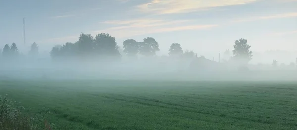 Campo Verde Prado Forestal Césped Una Niebla Amanecer Luz Solar —  Fotos de Stock