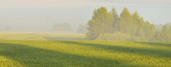 Zielone Pole Kraju Łąka Leśna Trawnik Mgle Wschodzie Słońca Miękkie — Zdjęcie stockowe