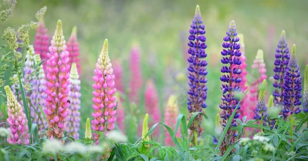 Blühende Blaue Rosa Lila Lupinenblüten Lupinus Aus Nächster Nähe Grünes — Stockfoto